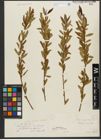 Foto von Salix triandra subsp. amygdalina (L.) Schübl. & G. Martens